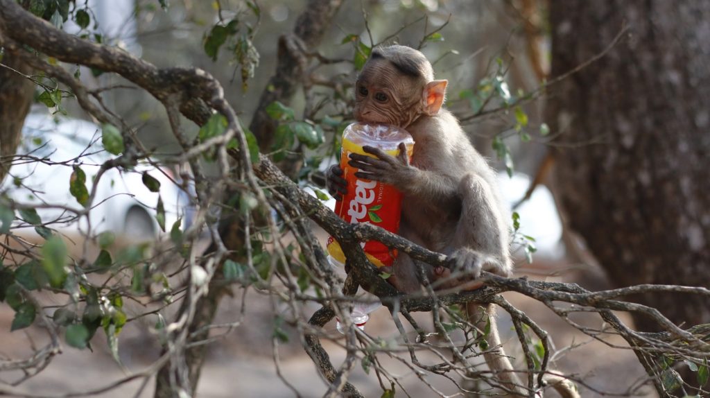 julho sem plástico. pra todos verem: macaquinho na arvore morde uma garrafa de plástico